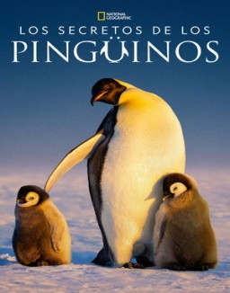 Los secretos de los pingüinos online gratis